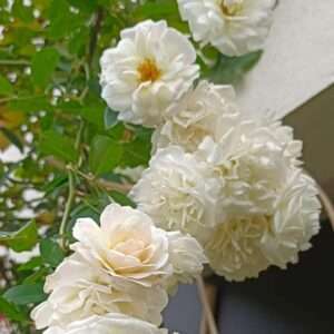 White creeper Rose