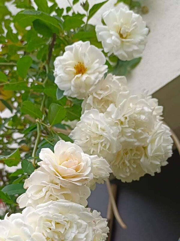 White creeper Rose